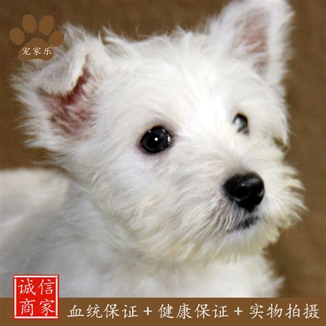 家犬|家犬长青长白